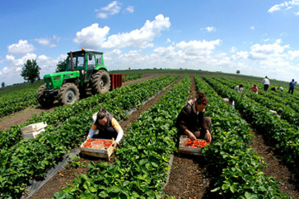 poljoprivreda traktor